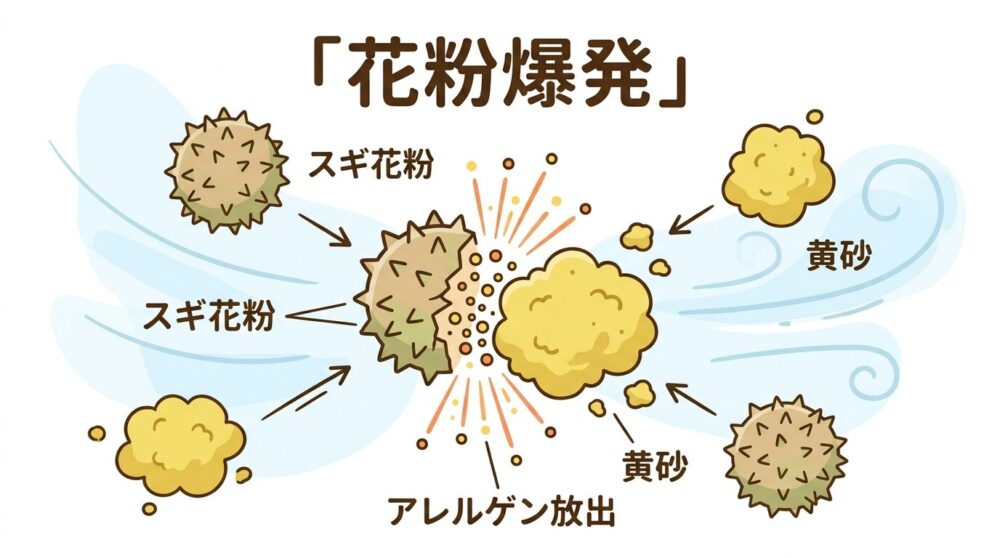 空中でスギ花粉の粒子と黄色い黄砂の粒子が衝突して花粉が破裂するイメージ図。わかりやすいイラスト調で、「花粉爆発」のテキスト付き。